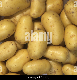 Neue Charlotte Kartoffeln Knollen post Ernte und Shop gekauft Stockfoto