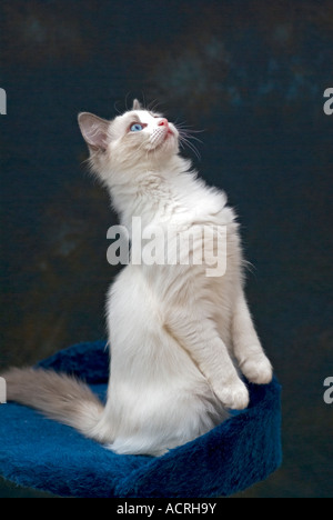 Junge blaue bicolour Ragdoll Kitten männlich Alter vier Monate zu erreichen, um einen Sound auf dem Dach in Wiltshire England erkunden Stockfoto