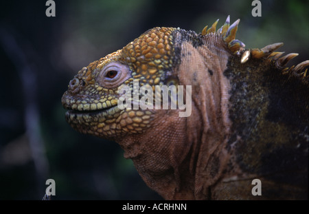 Land Iguana Conolphus Subcristatus Galapagos Insel Ecuador Südamerika Stockfoto