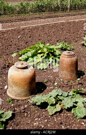 Viktorianische Rhabarber zwingen Gläser. Stockfoto