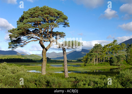 Caledonian Pinien Inveroran Forest Lodge Loch Tulla Bridge of Orchy Argyll und Bute Stockfoto