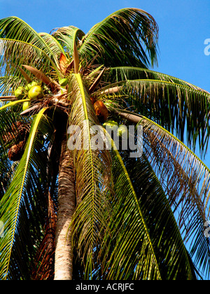 Kokospalme am Hat Rin Nok Strand auf Ko Pha Ngan Insel Thailand Stockfoto