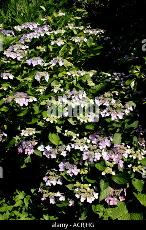 HYDRANGEA MACROPHYLLA. LACECAP. Stockfoto