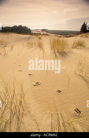 Dünen und Strandhafer mit Hirsch verfolgt Oregon Dunes National Recreation Area Oregon Küste Stockfoto