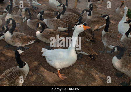 Eine weiße römische Gans herausragen In einem Schwarm Kanadagänse. Stockfoto