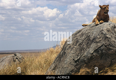 Eine Löwin ruht auf einem Kopje kleinen isolierten Granit Hügel in der kurzen Grasebenen der Serengeti Tansania Stockfoto