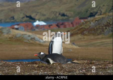 Gentoo Penguins Pygoscelis Papua sitzen auf ihrem Nest oberhalb der verlassenen Walfang-Gemeinschaft von Stromness den Ort wo Sir Ern Stockfoto