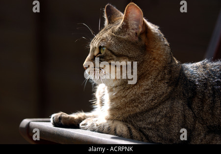 Eine Tabby Katze sitzt im Schatten eines Gartens J Stockfoto