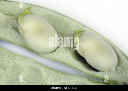 Zwei dicke Bohnen im offenen pod Stockfoto