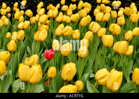 Eine einzelne rote Tulpe zeichnet sich in einem Meer aus gelben Tulpen Stockfoto