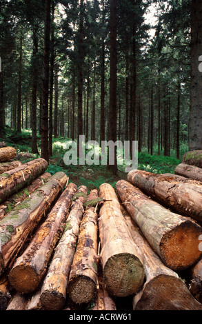 Gefällte Bäume in einem Waldumgebung Stockfoto