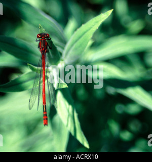 Große rote Damselfly Pyrrhosoma Nymphula ließ sich auf grüne Blattwerk Stockfoto