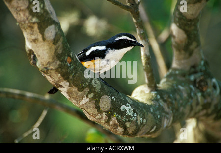 Weiße-throated Robin thront auf AST Kwazulu Natal in Südafrika Stockfoto