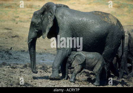 Herde von Elefanten Baden im Schlamm Timbavati Game Reserve Limpopo Provinz Südafrika Stockfoto