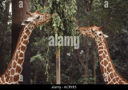 Zwei Giraffen genießen Sie ihr Essen in der wilde Afrika-Zone im Zoo von Singapur. Stockfoto