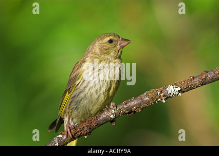 Juvenile Grünfink Zuchtjahr Chloris thront auf einem Ast im finnischen Taiga Wald Sommer Finnland Stockfoto