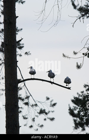 3 schwarze Spitze Möwen Larus Ridbundus Finnland Sommer Stockfoto