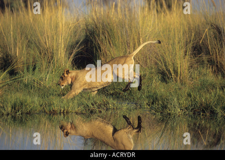 Lion spiegelt sich im Wasser wie es über einen Abschnitt des Oberflächenwassers Chitabe Okavango Delta Botswana springt Stockfoto