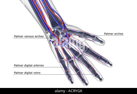 Die Blutversorgung der hand Stockfoto