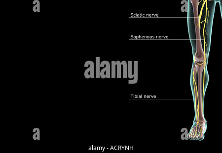 Die Versorgung der Nerven der unteren Extremität Stockfoto