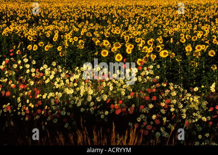 Kosmos Blumen Fransen ein großes Feld von Sonnenblumen Südafrika Stockfoto