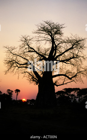 Sonnenuntergang Silhouette der Baobab-Baum Mombo Okavango Delta, Botswana Stockfoto