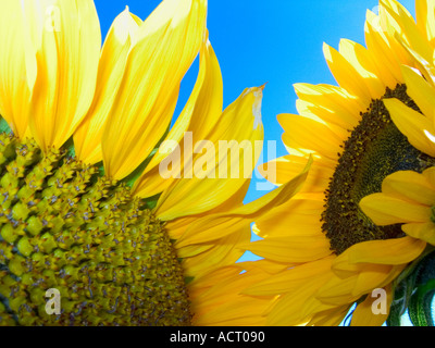 Nahaufnahme von zwei Sonnenblumenköpfe vor einem dunklen blauen Himmel Stockfoto