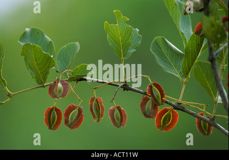 Blätter und Früchte der roten Busch Weide Combretum Apiculatum Marakele Game Reserve North Western Province Südafrika Stockfoto