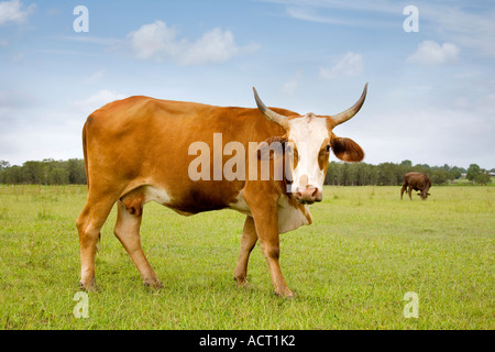 Stock Foto-Brahman Kreuz Rasse Kuh auf der Weide in New South Wales Australien stehen Stockfoto