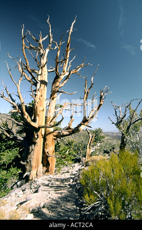 Bristlecone Kiefer im Inyo National Forest Park in der Nähe von Big Pine, Kalifornien, USA. Eines der am längsten lebenden Organismen auf der Erde Stockfoto