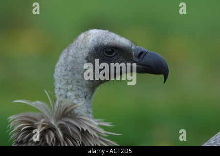 Afrikanische WEISS BACKED VULTURE UNREIFEN Stockfoto