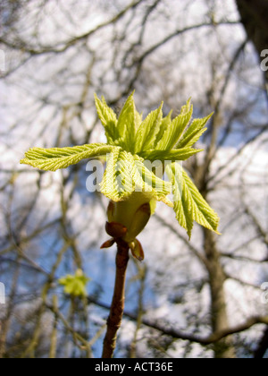 Rosskastanie Baum Knospen und jungen Blättern Stockfoto