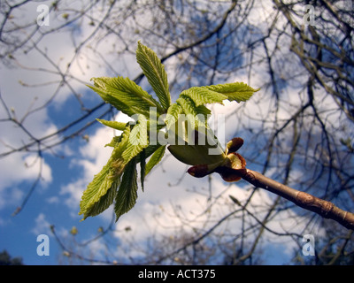 Rosskastanie Baum Knospen und jungen Blätter vor blauem Himmel Stockfoto