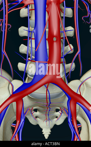 Die Blutgefäße an den Lendenwirbeln Stockfoto