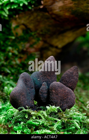 Dead Mans Finger Xylaria Polymorpha wachsen auf bemoosten Log sandigen lodge bedfordshire Stockfoto