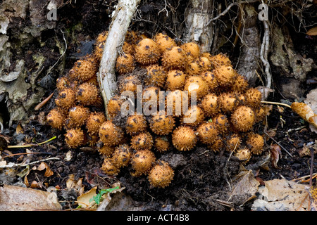 Shaggy Pholiota Pholiota squarrosa Stockfoto