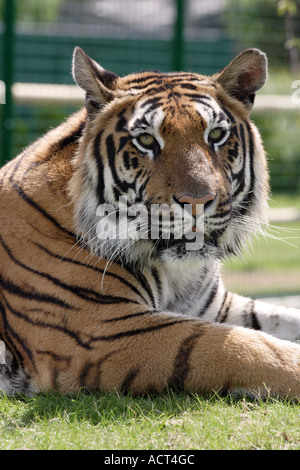 Gefangenschaft Tiger Verlegung auf dem Rasen in der Sonne Stockfoto
