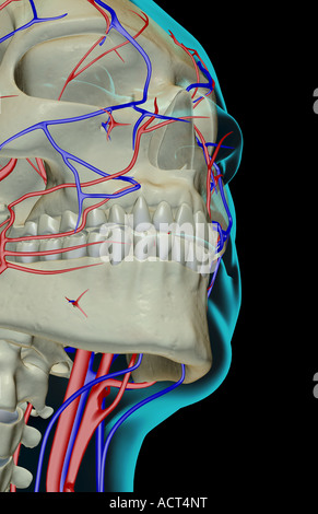 Das Blut-Versorgungsmaterial des Kiefers Stockfoto