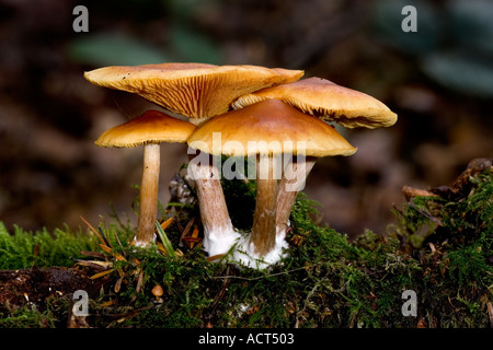 Gemeinsame Rustgill Gymnopilus penetrans Stockfoto