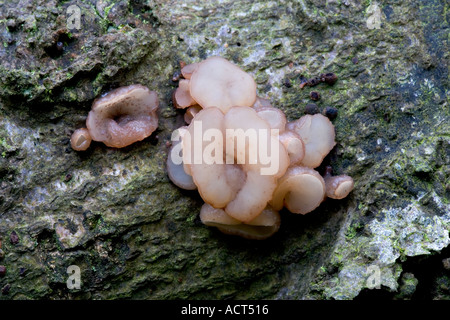 Buche Jellydisc Neobulgaria pura Stockfoto