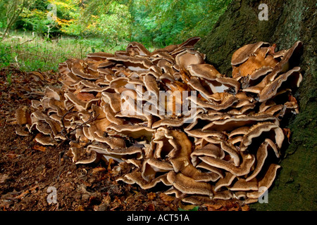 Hen von den Wäldern Grifola frondosa Stockfoto