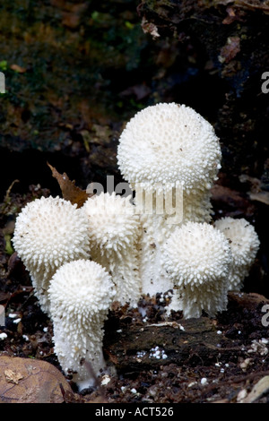 Gemeinsamen Puffball Lycoperdon perlatum Stockfoto