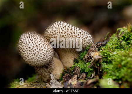 Altrosa Puffball Lycoperdon hier Stockfoto