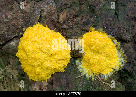 Fuligo Septica myxomycete Stockfoto