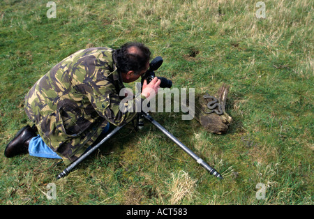 Mann fotografiert Kreuzotter Vipera Berus sonnen sich auf einem Baumstamm Stockfoto