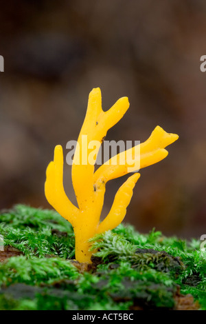 Gelben Hirsch s Horn Pilz Calocera Viscosa Nahaufnahme Detail gedreht mit schönen aus Fokus Hintergrund der Lodge sandigen bedfordshire Stockfoto