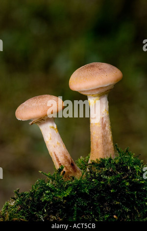 Honig-Pilz Armillaria Mellea paar wächst auf bemoosten Log mit schönen Fokus Hintergrund Potton bedfordshire Stockfoto