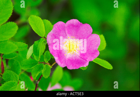 Wild Prairie Rose-Porträt in den Wäldern des südlichen Manitoba Kanada Stockfoto