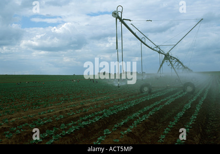 Ein Zentrum Pivot Bewässerungssystem bewässert ein Feld von Kohl in der Nähe von Bronkhorstspruit Gauteng in Südafrika Stockfoto