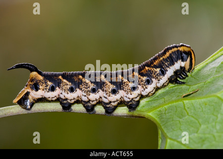 Convolvulus Hawk Moth Agrius Convolvuli Larven füttern Potton Bedordshire Stockfoto